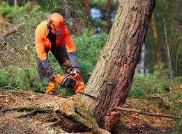 Best Hazardous Tree Removal  in Stevenson Ranch, CA