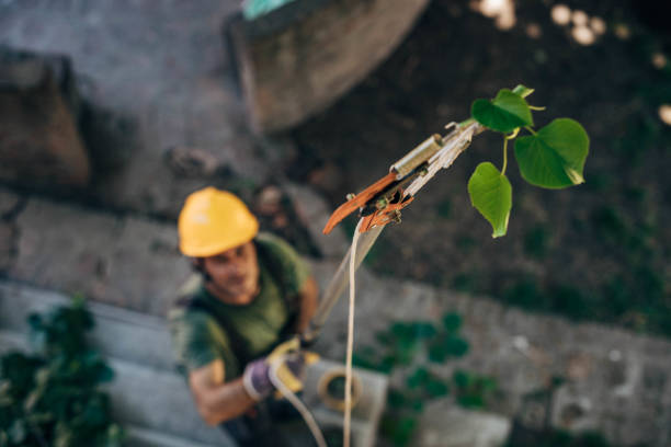 Best Utility Line Clearance  in Stevenson Ranch, CA