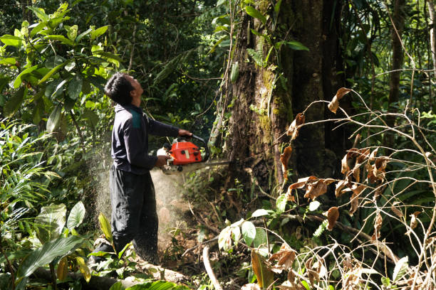 Best Tree Removal  in Stevenson Ranch, CA