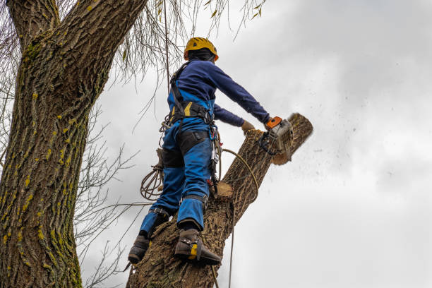 Professional Tree Removal in Stevenson Ranch, CA