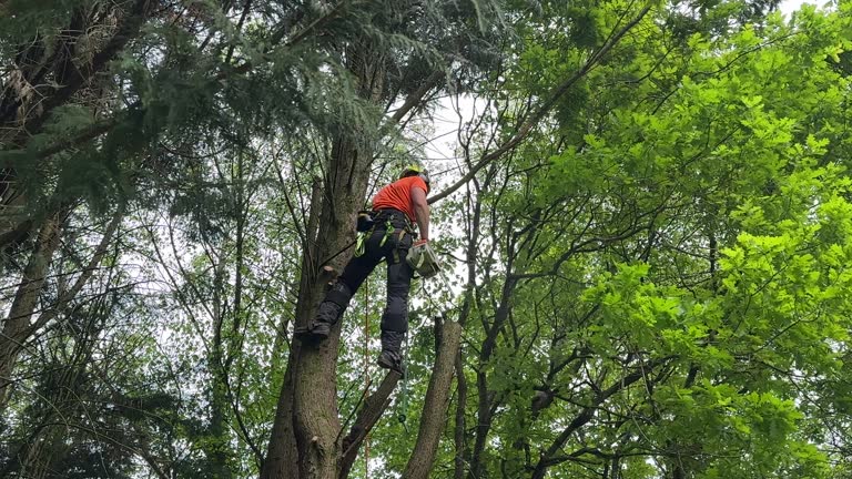 Best Palm Tree Trimming  in Stevenson Ranch, CA