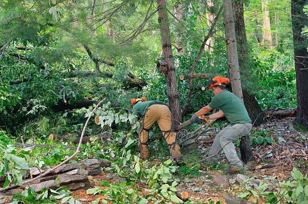 Best Arborist Consultation Services  in Stevenson Ranch, CA