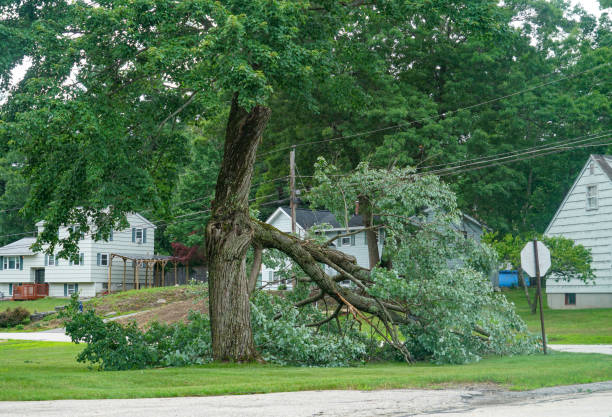 Best Emergency Tree Removal  in Stevenson Ranch, CA