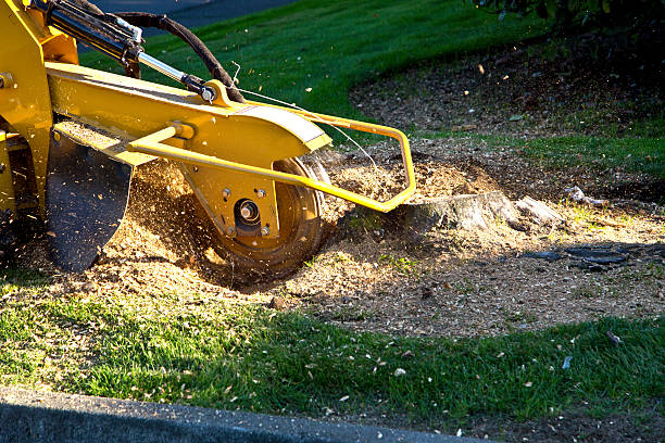 Best Lawn Grading and Leveling  in Stevenson Ranch, CA