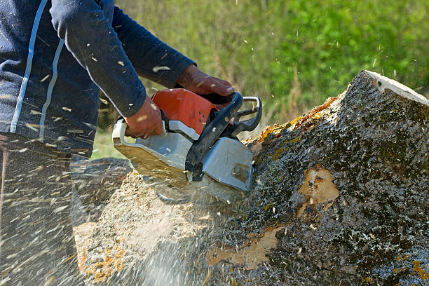 How Our Tree Care Process Works  in  Stevenson Ranch, CA