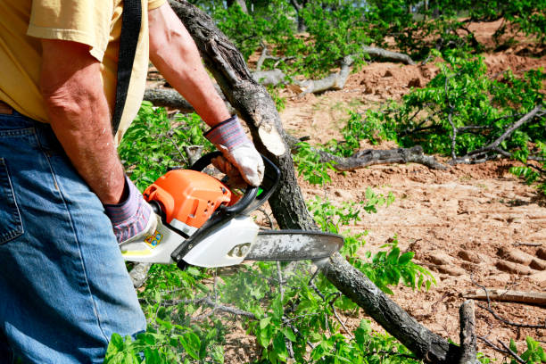 Best Tree Disease Treatment  in Stevenson Ranch, CA